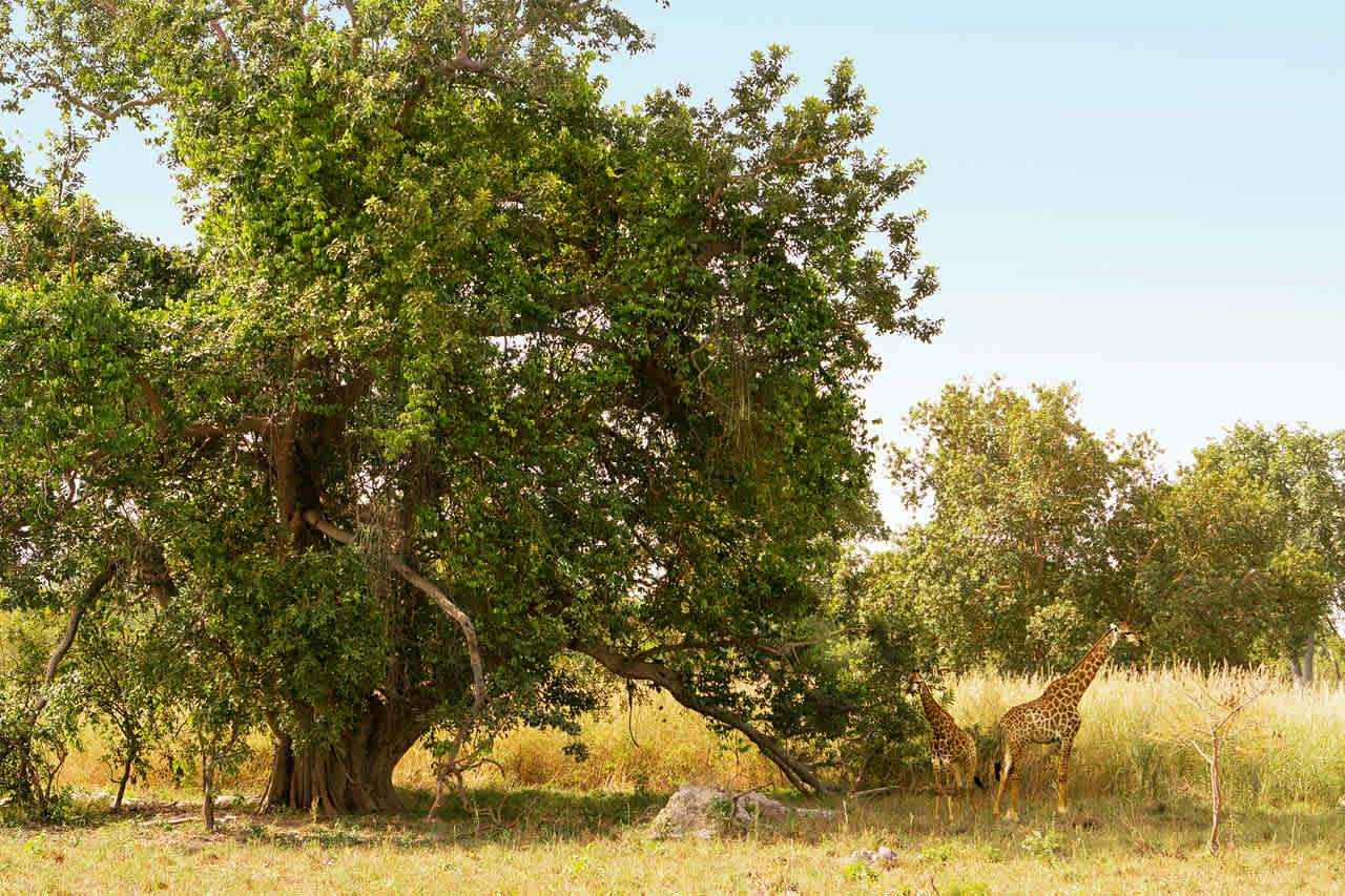 De Fathala Wildlife Reserve, Senegal