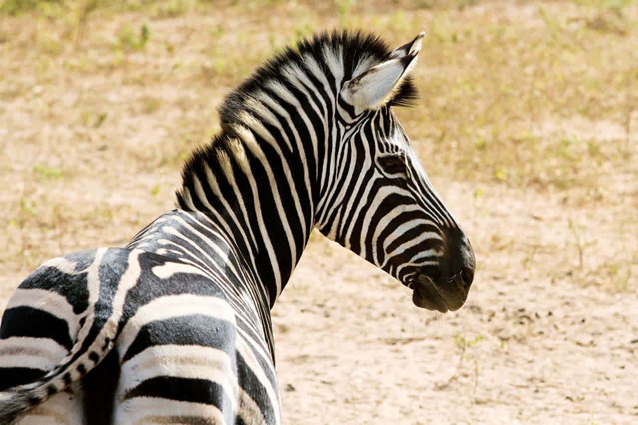 De Fathala Wildlife Reserve, Senegal