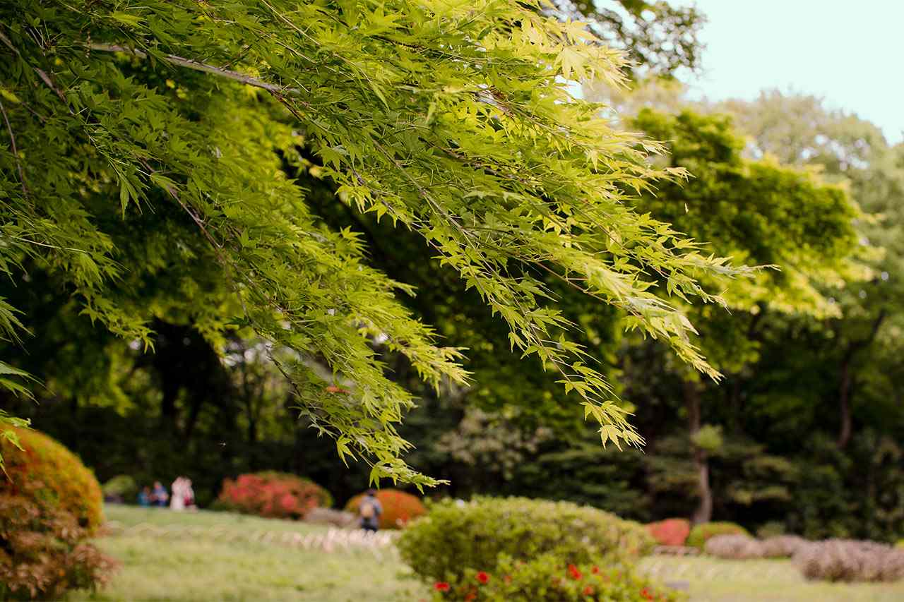 Meiji Jingu -temppelin sisäpuutarha, Tokio