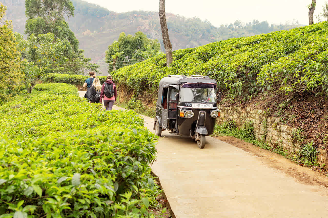 Little Adam's Peak, Ella
