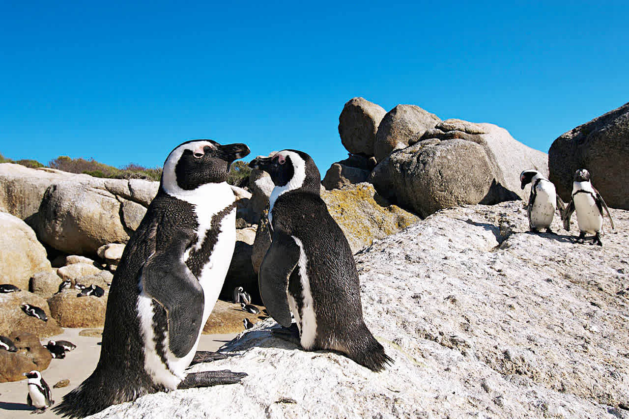 Pingviinejä Boulders Beachilla, Kapin niemimaalla