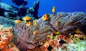 Vedenalainen kuva, jossa vuokkokaloja uiskentelee merivuokkojen ja koralliriutan keskellä. (Tekoälyn luoma teksti)