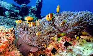 Kirkkaasti värjätyt klovnikalat uivat merianemonien ympärillä merenpohjassa. (Tekoälyn luoma teksti)