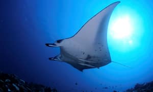 Manta ui sinisessä vedenalaisessa ympäristössä. (Tekoälyn luoma teksti)