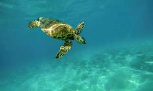 Kilpikonna ui kirkkaassa vedessä. (Tekoälyn luoma teksti)