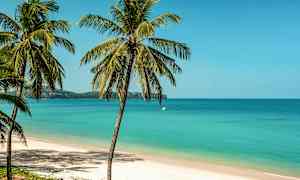 Useita palmuja seisoo hiekkarannalla, jonka taustalla turkoosi meri ja kirkkaan sininen taivas. (Tekoälyn luoma teksti)