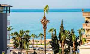 Palmupuita lähellä merta, rakennuksia sivussa. (Tekoälyn luoma teksti)