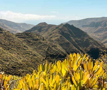 Koe vehreä La Gomera