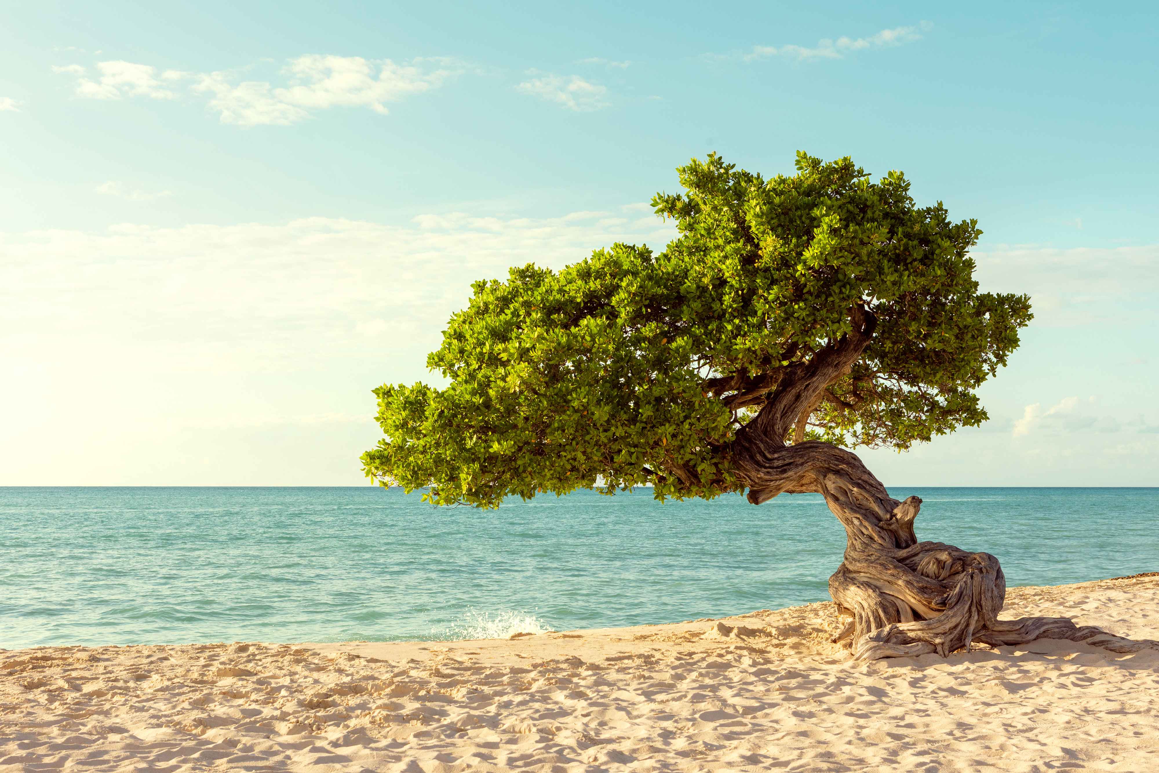 Eagle Beach, Aruba
