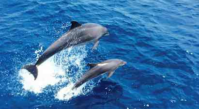 Kuva kahdesta delfiinistä hyppäämässä sinisestä merestä. (Tekoälyn luoma teksti)