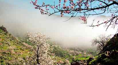 Kaunis laakso täynnä kukkivia mantelipuita ja sumuinen maisema. (Tekoälyn luoma teksti)