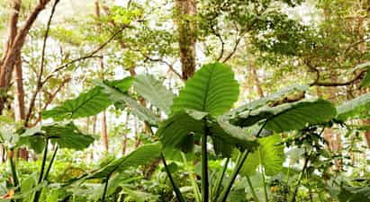 Vihreät lehdet metsässä. (Tekoälyn luoma teksti)