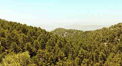 Tiheä metsä kattaa mäkisen maiseman kirkkaan taivaan alla. (Tekoälyn luoma teksti)