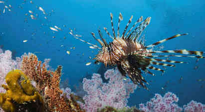 Trooppinen kala, jolla on teräviä eväsiä, ui värikkään koralliriutan yli. (Tekoälyn luoma teksti)