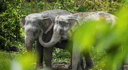 Kaksi norsua seisoo lähellä toisiaan vehreässä ympäristössä. (Tekoälyn luoma teksti)