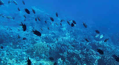 Koralliriutta veden alla ja kalat. (Tekoälyn luoma teksti)