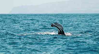 Valaan pyrstö näkyy vedenpinnan yläpuolella meressä. (Tekoälyn luoma teksti)