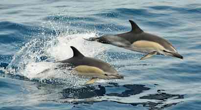Kaksi delfiiniä hyppii vedessä. (Tekoälyn luoma teksti)