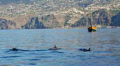 Kolme delfiiniä ui meressä, taustalla purjevene ja vuoristoinen rannikko. (Tekoälyn luoma teksti)