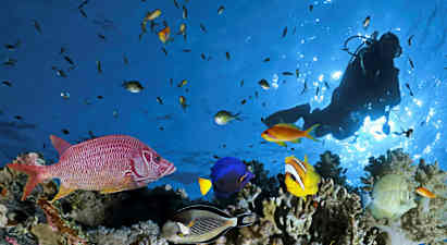 Ryhmä värikkäitä kaloja ja sukeltaja koralliriutalla. (Tekoälyn luoma teksti)