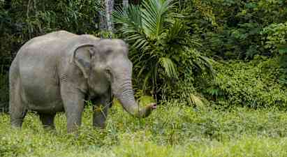 Kuva norsusta vihreässä metsässä. (Tekoälyn luoma teksti)