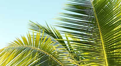 Madeiralainen ilta - uutuus!