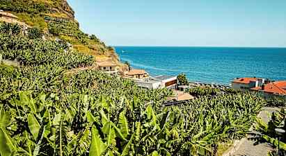 Madeiran makuja – madeiralaiset banaanit