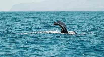 Valaiden ja delfiinien katselua