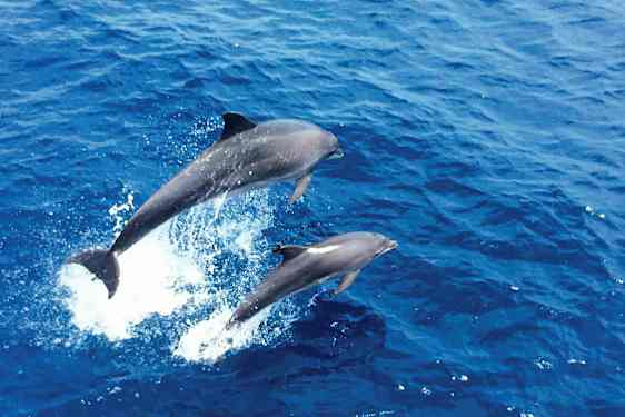 Kuva kahdesta delfiinistä hyppäämässä sinisestä merestä. (Tekoälyn luoma teksti)