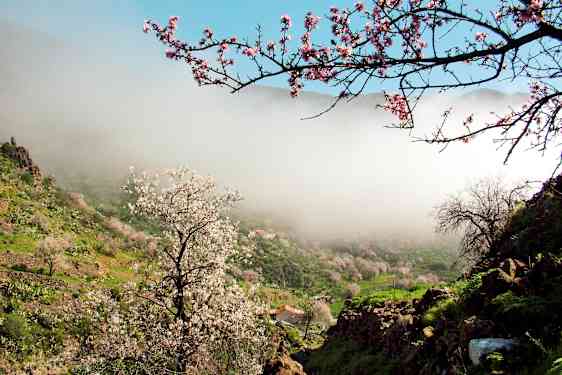 Kaunis laakso täynnä kukkivia mantelipuita ja sumuinen maisema. (Tekoälyn luoma teksti)