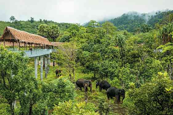 Heinäkattoinen kävelysilta vehreyden yllä ja pari elefanttia. (Tekoälyn luoma teksti)