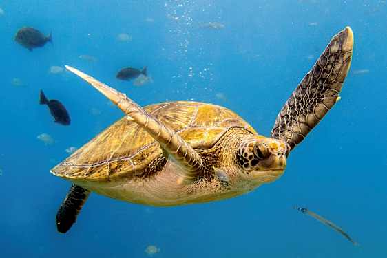 Merikilpikonna ui kirkkaassa vedessä kalojen ympäröimänä. (Tekoälyn luoma teksti)