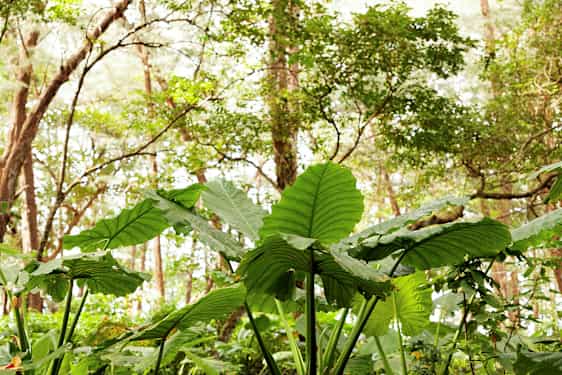 Vihreät lehdet metsässä. (Tekoälyn luoma teksti)