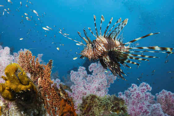 Trooppinen kala, jolla on teräviä eväsiä, ui värikkään koralliriutan yli. (Tekoälyn luoma teksti)