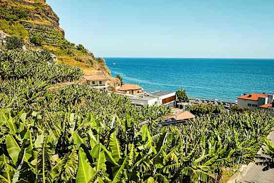 Rinteessä banaanipuita meren rannalla. (Tekoälyn luoma teksti)