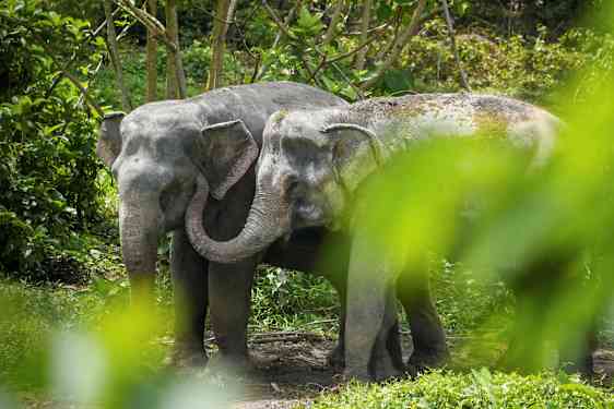 Kaksi norsua seisoo lähellä toisiaan vehreässä ympäristössä. (Tekoälyn luoma teksti)