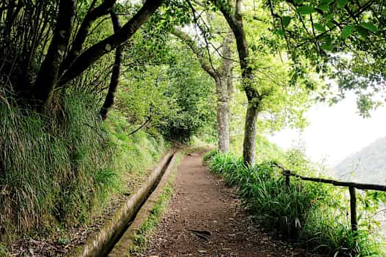 Polku, jota ympäröivät vehreät puut ja kasvillisuus, pienen vesikanavan vierellä. (Tekoälyn luoma teksti)