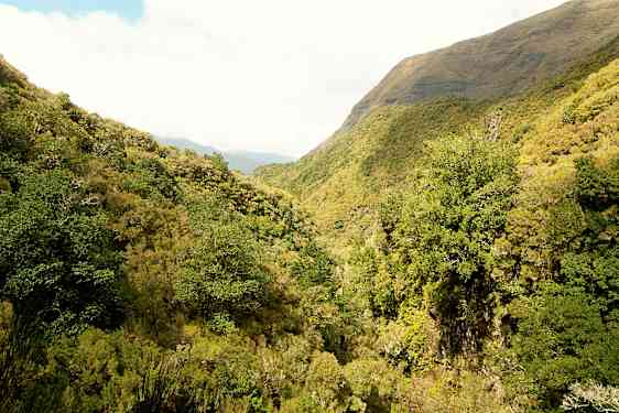 Vihreä metsä laaksossa, taustalla vuoria. (Tekoälyn luoma teksti)