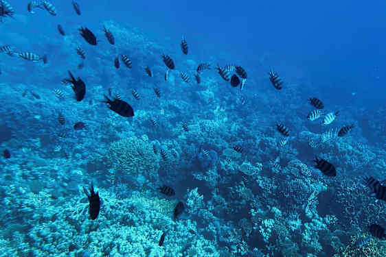 Koralliriutta veden alla ja kalat. (Tekoälyn luoma teksti)