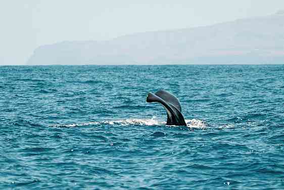 Valaan pyrstö näkyy vedenpinnan yläpuolella meressä. (Tekoälyn luoma teksti)