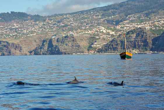 Kolme delfiiniä ui meressä, taustalla purjevene ja vuoristoinen rannikko. (Tekoälyn luoma teksti)