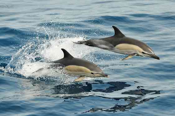 Kaksi delfiiniä hyppii vedessä. (Tekoälyn luoma teksti)