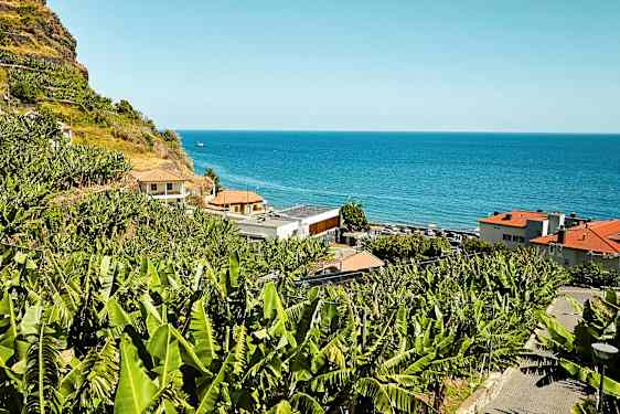 Rinteessä banaanipuita meren rannalla. (Tekoälyn luoma teksti)