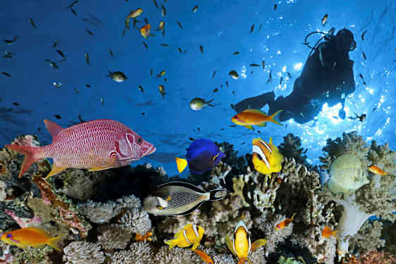 Ryhmä värikkäitä kaloja ja sukeltaja koralliriutalla. (Tekoälyn luoma teksti)