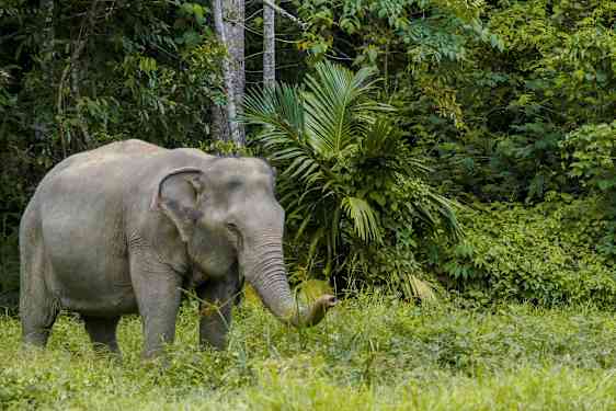 Kuva norsusta vihreässä metsässä. (Tekoälyn luoma teksti)