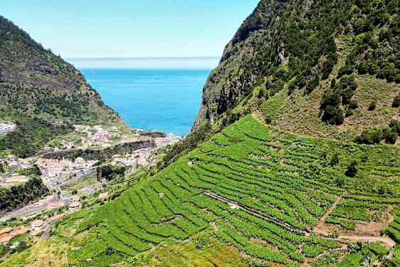 Terassiviljelmiä rinteellä, taustalla rannikkokaupunki ja meri. (Tekoälyn luoma teksti)