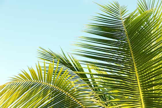 FNC Madeira Night (FNCN)