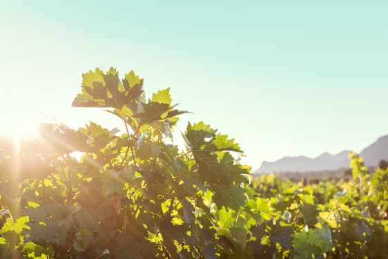 LPA Wine tasting Rocky Adventures (ROWI)