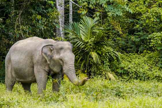 HKT Following Giants Sanctuary (FGSA)