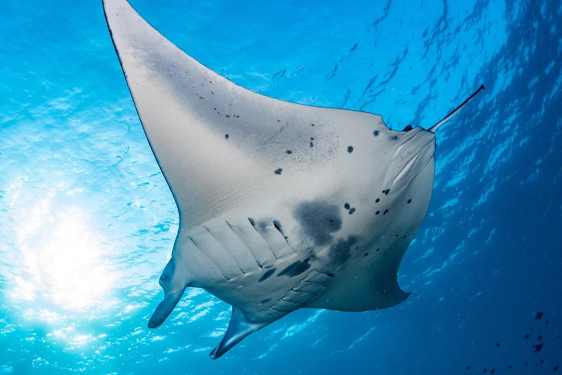 HKT Snorkeling Safari Raya Yai (SSYA)